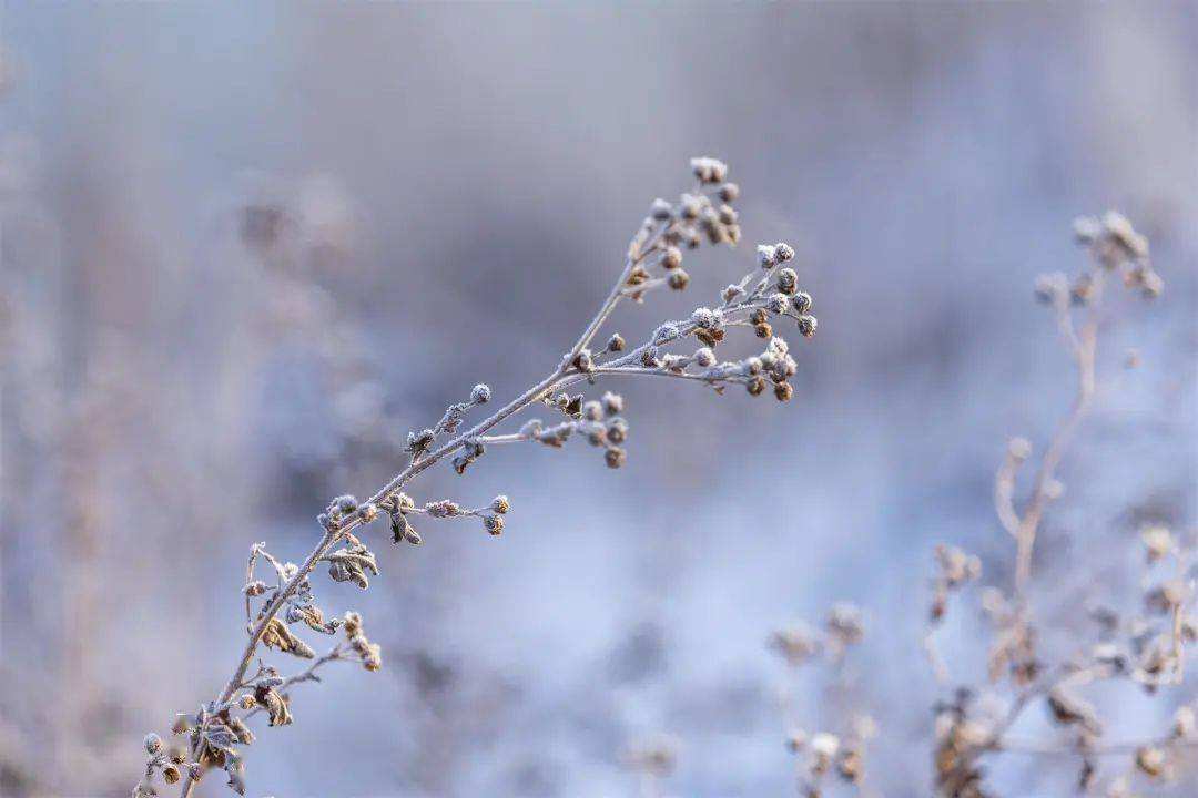 小雪 ▎冬藏萬物，歲月沉香